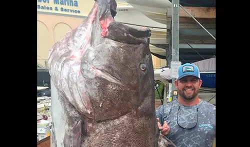 Son los únicos meros con 10 espinas dorsales elpopular.pe