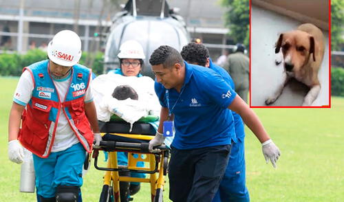 Menor que salvó a mascota falleció tras tragedia en Villa El Salvador elpopular.pe