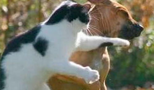 Video de gato boxeando a un perro se vuelve viral elpopular.pe