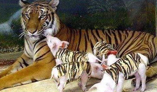 Tigresa adoptó cerditos suplantando a lo cachorros que perdió elpopular.pe