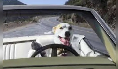 Las personas asustadas llamaron al 911 por la manera tan eratica de conducir del hombre. elpopular.pe