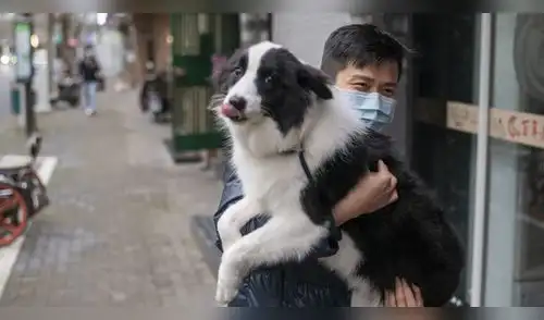 Cifra de animales infectados con el nuevo coronavirus ha ascendido. elpopular.pe