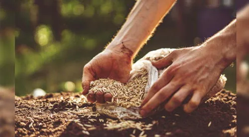 elpopular.pe