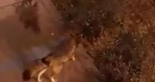 No es la primera vez que vecinos indican ver a zorros por el distrito de La Molina. elpopular.pe