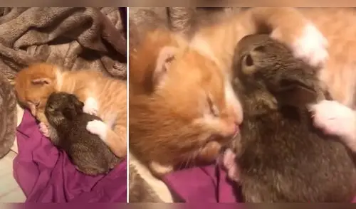 Roger y Sampson enternecen las redes sociales. elpopular.pe