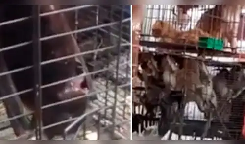 Murciélagos y monos en mercado húmedo de China. elpopular.pe