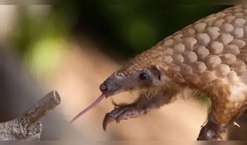 El pangolín es considerado el mamífero más traficado del mundo. elpopular.pe