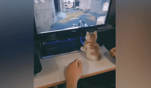 El video viral del gatito impresionó a los internautas en las redes sociales. elpopular.pe