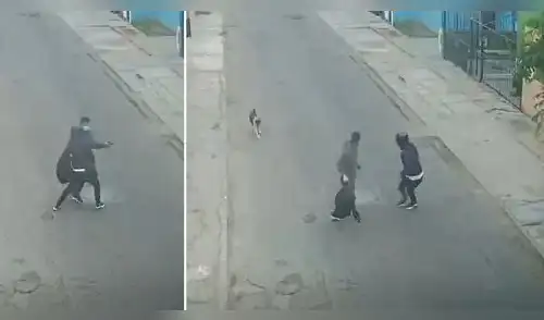 Perro es la sensación en las redes sociales por heroico acto. elpopular.pe