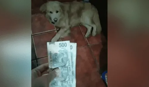 El divertida actitud del can causó sensación en las redes sociales. elpopular.pe