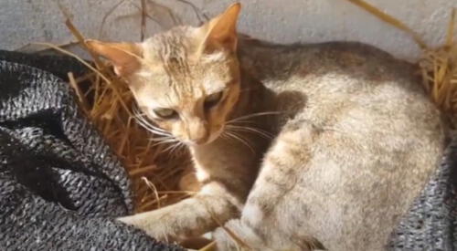 El gatito ha asombrado a miles de usuarios con su amor maternal. elpopular.pe