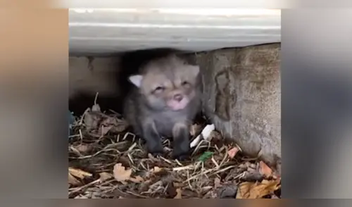 La tierna escena se ha vuelto viral en Facebook. elpopular.pe