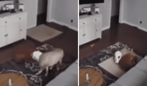 La tierna escena cautivó a los usuarios en las redes sociales. elpopular.pe