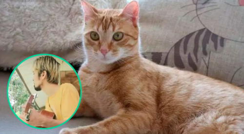 El gato se volvió protagonista de este video viral. elpopular.pe