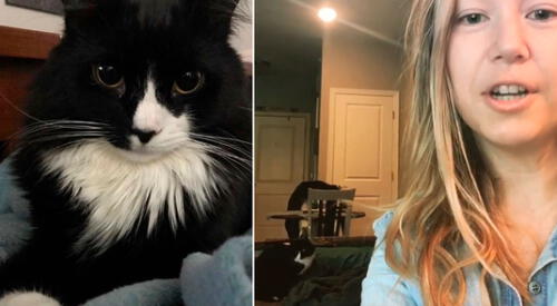 La gatita se ha vuelto toda una celebridad en Instagram elpopular.pe