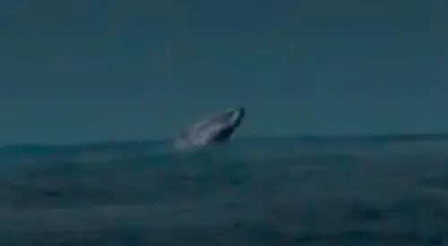 Ballena en Chorrillos elpopular.pe