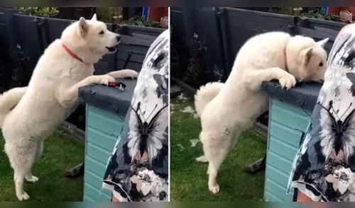 El video viral conmovió a miles de usuarios en las redes sociales. elpopular.pe