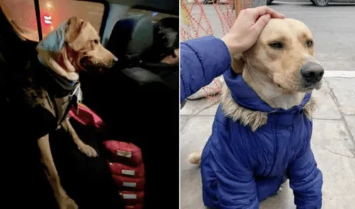 La historia real del perro contada por la periodista de ATV ha sorprendido a miles en las redes sociales. elpopular.pe