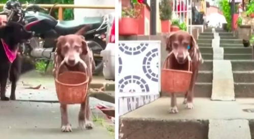 Roban canasta a perrito que trabajaba en una tienda repartiendo productos elpopular.pe