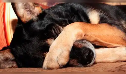 El increíble rescate de un perrito que estaba enterrado elpopular.pe