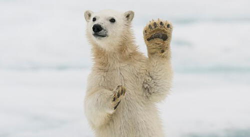 El fotógrafo de vida silvestre Roy Mangersnes capturó las impresionantes fotos de una familia de osos polares aparentemente amigables. elpopular.pe