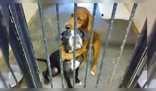 La foto se hizo viral en redes sociales. elpopular.pe