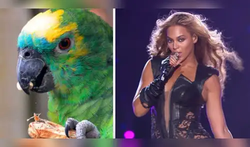 La interpretación del ave cantando If I were a boy de Beyoncé dejó impactados a muchos en Internet. elpopular.pe