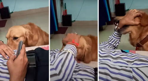 La actitud del perrito ha comovido a más de uno en YouTube. elpopular.pe