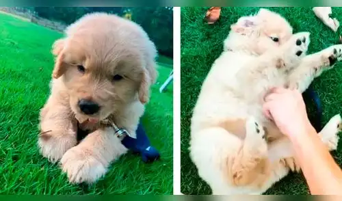 Cachorro descubre la manera de tomar agua sin tener que levantarse del piso elpopular.pe