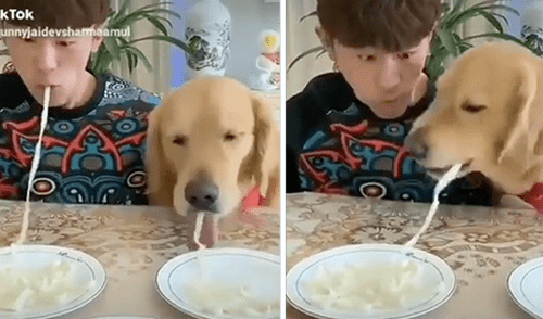El gracioso comportamiento del perro desató la risa de miles en las redes sociales. elpopular.pe