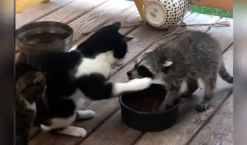 El peculiar encuentro desató la risa de los internautas en las redes sociales. elpopular.pe