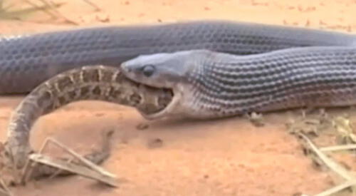 Hambrienta serpiente se come a otra en cuestión de minutos elpopular.pe