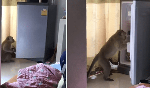 La curiosa actitud del mono ha causado la risa de miles en las redes sociales. elpopular.pe