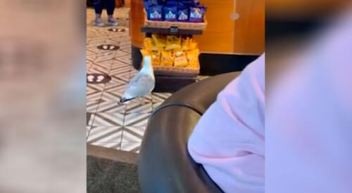 La traviesa gaviota se llevó la golosina. elpopular.pe