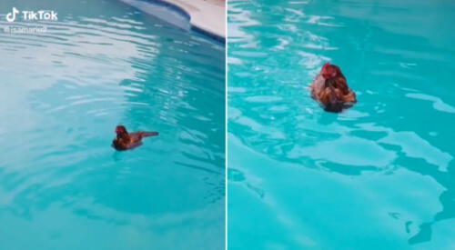 Las gallinas disfrutaron una tarde de piscina. elpopular.pe