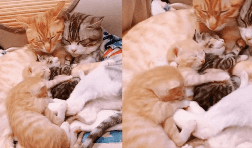 La tierna escena cautivó a los usuarios en las redes sociales. elpopular.pe