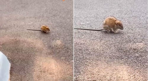 La joven trató de acariciar al animal al confundirlo con una ardilla. elpopular.pe