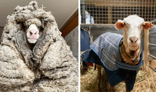 Oveja se encontraba al borde de la muerte por abundante lana elpopular.pe