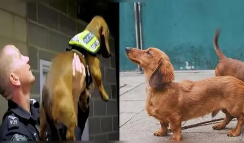 Policías son virales por presentar a perros salchichas como nuevos refuerzos de unidad canina. elpopular.pe