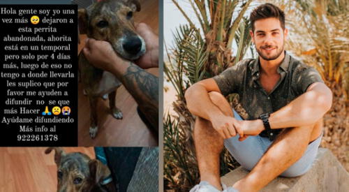 El actor Andrés Wiese hizo un llamado a sus seguidores a ayudarlo a encontrarle un hogar a perrita abandonada. elpopular.pe