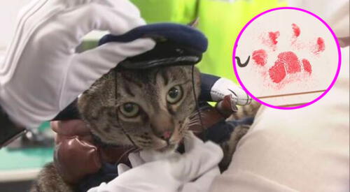 Koko-Chan participó en una clase de seguridad de tránsito en una escuela de la ciudad elpopular.pe