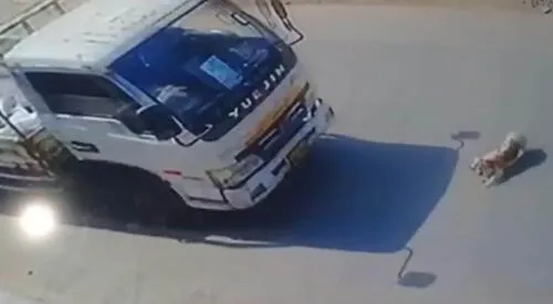 El perrito perdió la vida tras ser atropellado por un camión. elpopular.pe