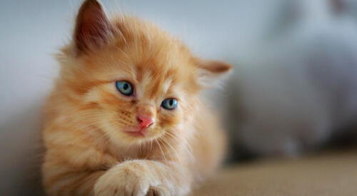 Entérate qué significa soñar con gatos. elpopular.pe