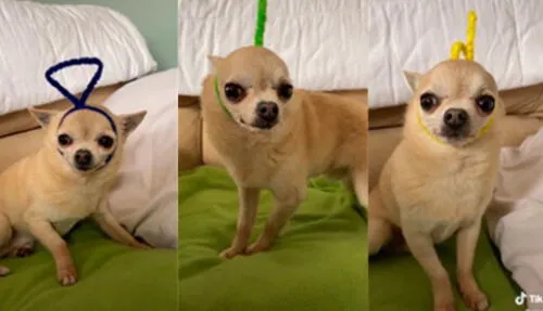 La escena ha hecho reír a miles en las redes sociales. elpopular.pe