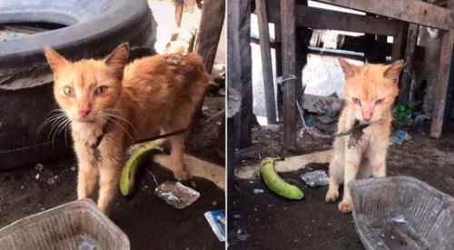 El felino logró ser rescatado tras tres años de sufrimiento. elpopular.pe