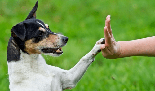 Su salud y felicidad es primordial. Cuida su alimentación y ejercítala con frecuencia. elpopular.pe