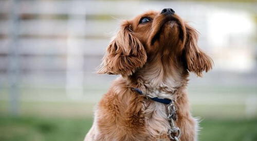 Conoce todo lo que debes saber sobre la educación de los perros. elpopular.pe