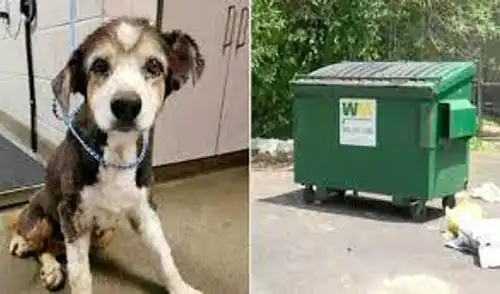 La mascota se encontraba estresada y jadeando. Además tenía ceguera y había perdido parte de la audición por su avanzada edad. elpopular.pe