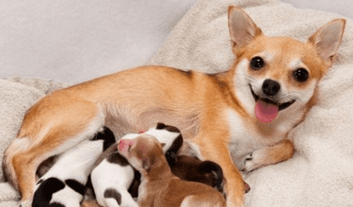 Los perros dan señales cuando van a iniciar el parto. elpopular.pe