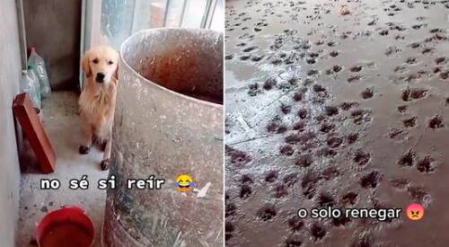 La divertida escena logró obtener más de 9 millones de reproducciones en TikTok. elpopular.pe